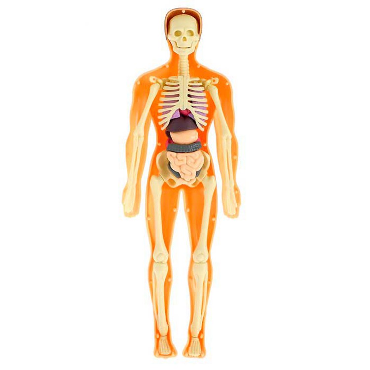 Исследовательский набор-конструктор Строение тела