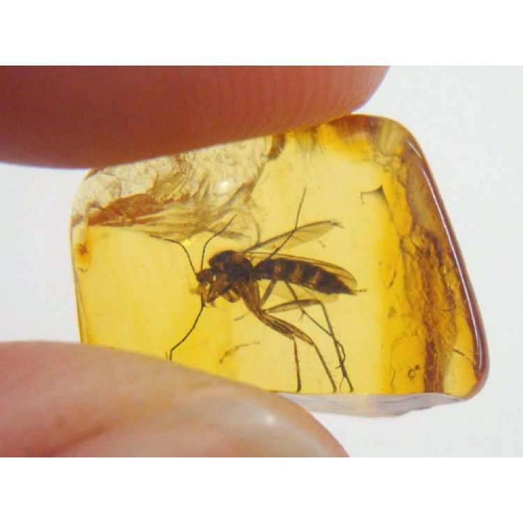 Исследовательский набор Янтарь с инклюзами