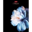 Тетрадь А5, 96 л., HATBER, скоба, клетка, soft-touch ламинация, 3D-лак,